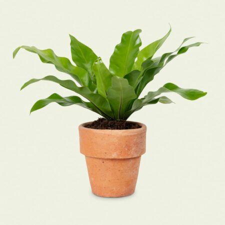 lante verte tropicale aux feuilles ondulées dans un pot en terre cuite, différente de l'Anthurium Silver Blush populaire